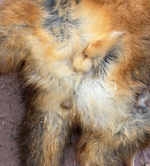 Pseudocheirus occidentalis