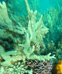 Porites attenuata