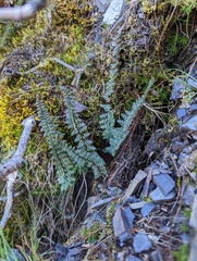 Polystichum taizhongense