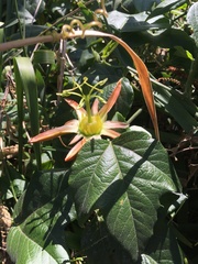 Passiflora herbertiana herbertiana