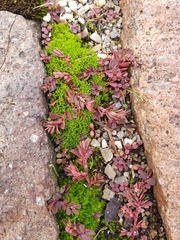 Pseudocrossidium hornschuchianum