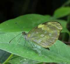 Dismorphia crisia foedora