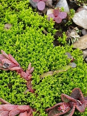 Pseudocrossidium hornschuchianum