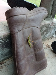 Acrida conica