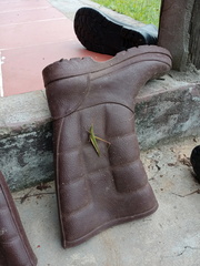 Acrida conica