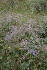 Limonium meyeri
