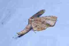 Thyrididae