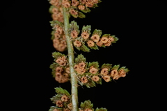 Polystichum taizhongense