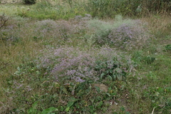Limonium meyeri