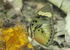 Euphaedra ceres