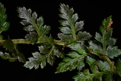 Polystichum taizhongense