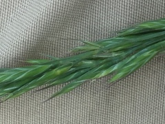 Festuca henriquesii
