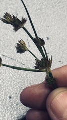 Juncus lomatophyllus