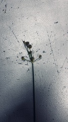 Juncus lomatophyllus