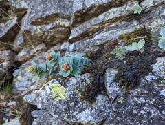 Phedimus subcapitatum