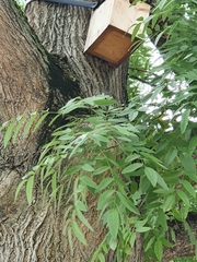Styphnolobium japonicum