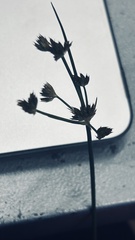 Juncus lomatophyllus