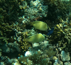 Chaetodon citrinellus