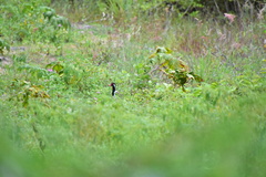 Vanellus indicus