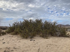 Traganum moquinii
