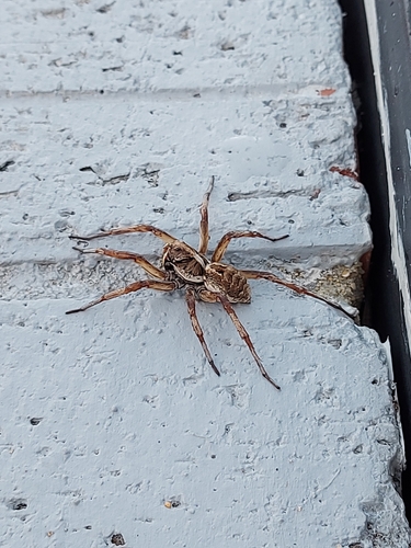 Western Variable Wolf Spider