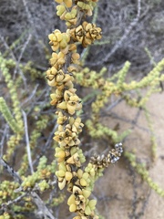 Traganum moquinii