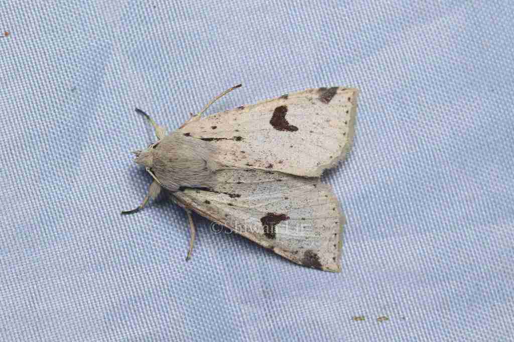 Orthosia caii