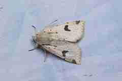 Orthosia nigromaculata