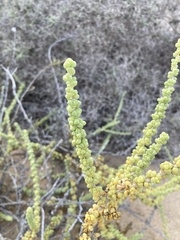 Traganum moquinii