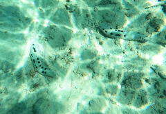 Holothuria atra