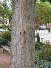 Styphnolobium japonicum