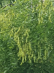 Styphnolobium japonicum