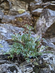 Artemisia kawakamii