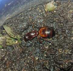 Camponotus nylanderi