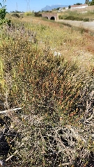Cliffortia ericifolia