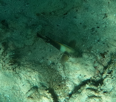 Chrysiptera unimaculata