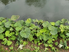 Petasites hybridus