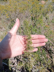 Asparagus burchellii