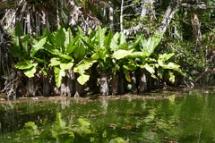 Typhonodorum lindleyanum