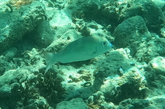 Monotaxis grandoculis