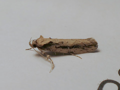 Atomotricha