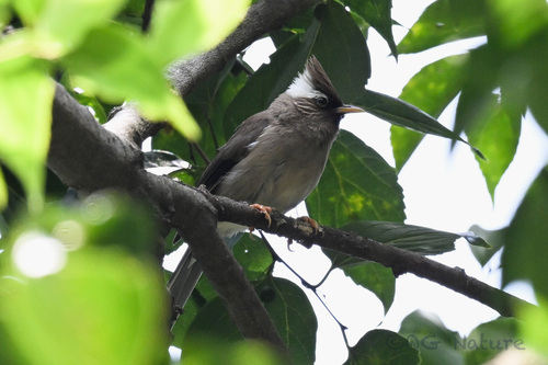 White-collared Yuhina (Parayuhina diademata), photo 8