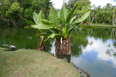 Typhonodorum lindleyanum