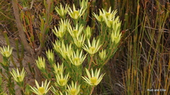 Leucadendron loeriense