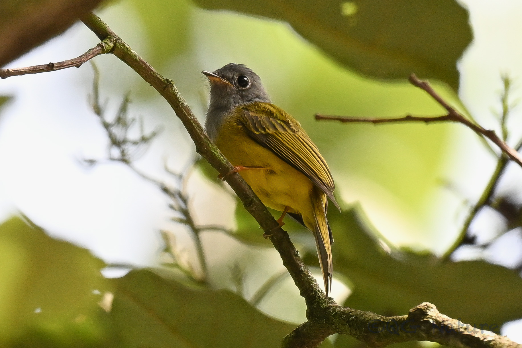 Grey-headed Canary-flycatcher