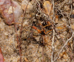 Leptomyrmex rufipes