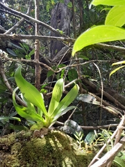Aeranthes