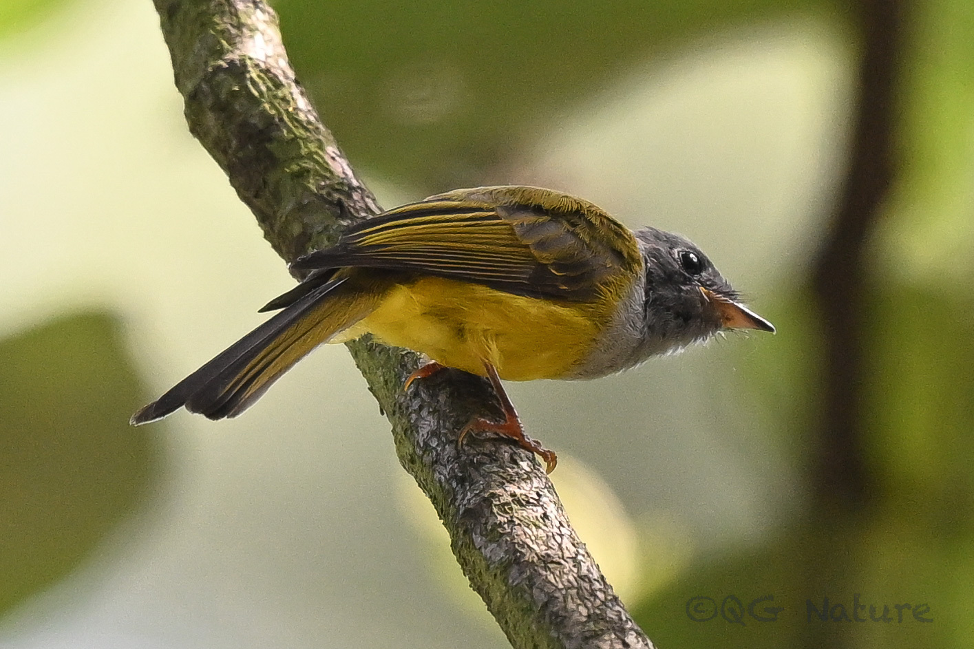Grey-headed Canary-flycatcher
