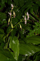 Calanthe puberula