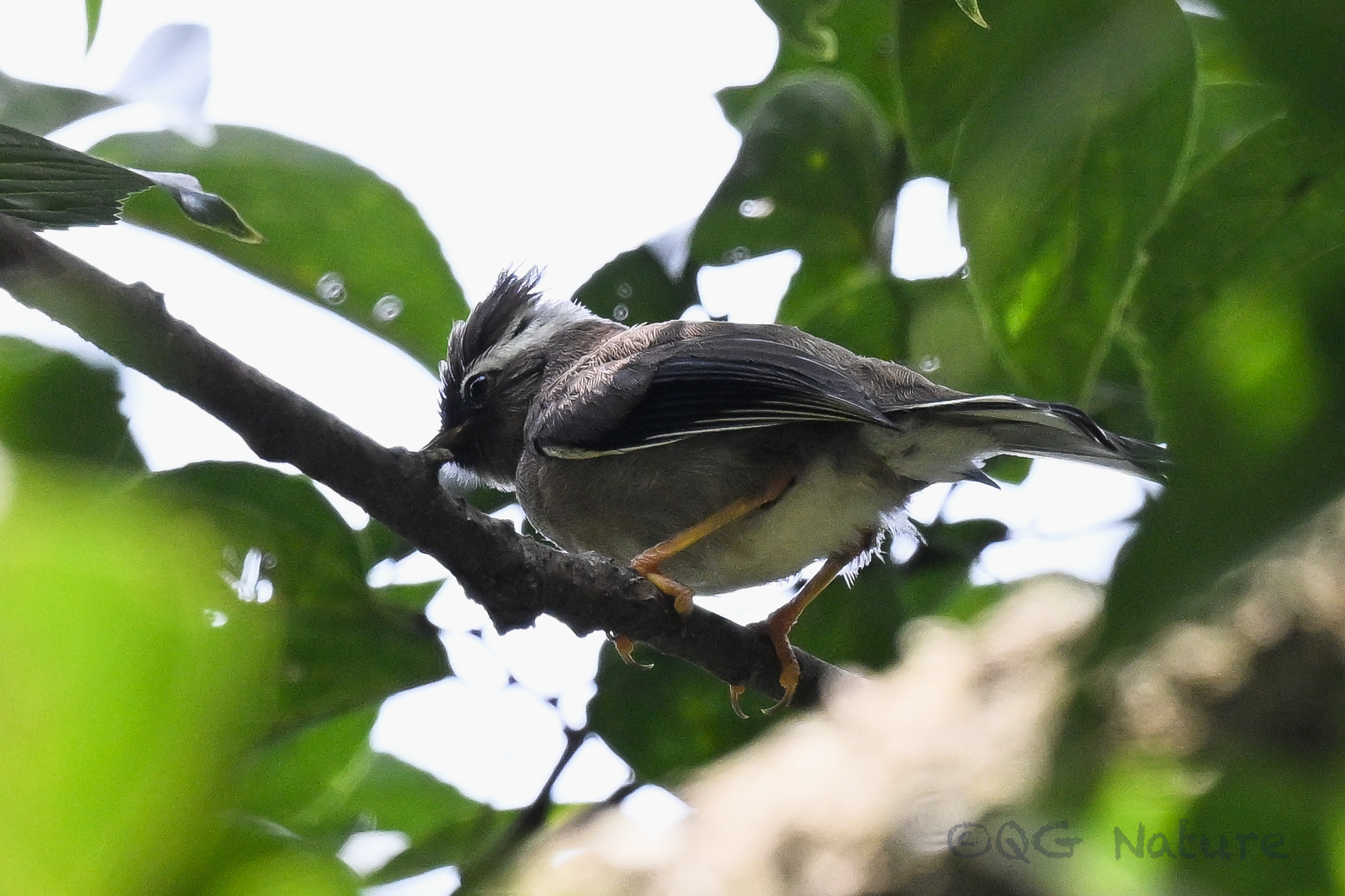 White-collared Yuhina
